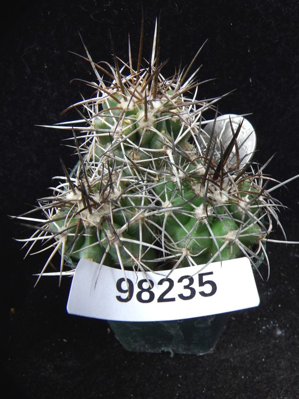 Copiapoa coquimbana v. pendulina KK1391 Trio Seedlings Live Cactus Plant 98235