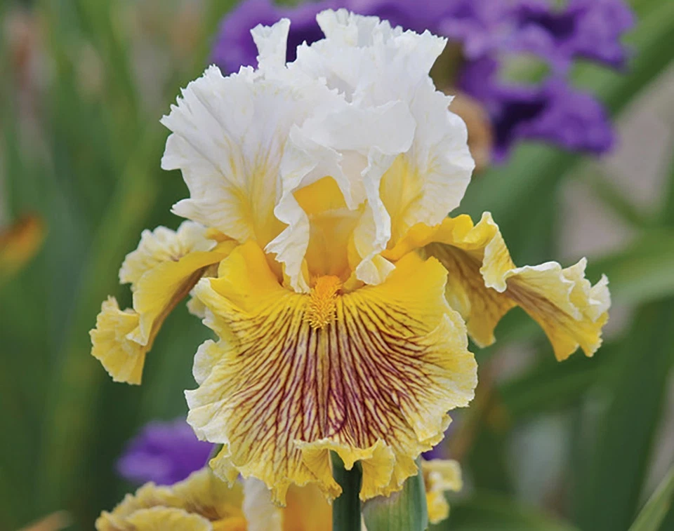 3 Bearded Iris Rhizomes " Spiral Galaxy "   Tall Live Plant Bulbs - Image 3 of 4