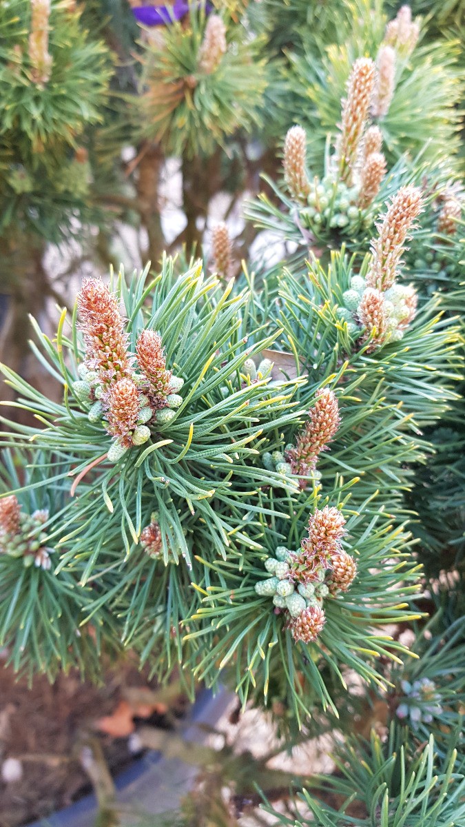 Pin nain de montagnes Pinus mugo Mughus en conteneur de 3L pour jardin rustique