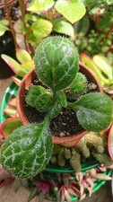 Streptocarpus |  Primula | Pretty Turtle Houseplant | 8cm Pot | Purple flowers