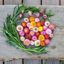 300 DWARF STRAWFLOWER FLOWER MIX SEEDS  2026  heirloomseedguy  USA