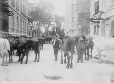 Horses confiscated for war effort Paris France 8x10 World War I WW1 Photo