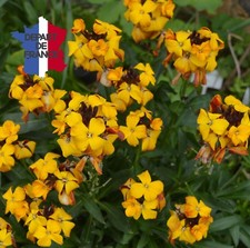 GIROFLÉE JAUNE ET BRUNE RAVENELLE BIO DE FRANCE LOT DE 100 GRAINES