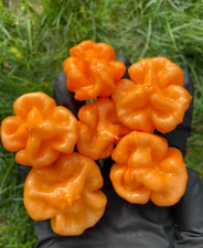 Bahamian Goat Pepper Seeds