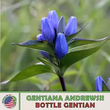 100 Bottle Gentian Seeds, Gentiana andrewsii, Native Perennial Wildflower
