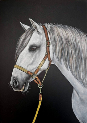 White Horse Portrait Pastel Drawing A3 Realistic Equine Spirit Art Stallion