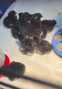 12+++ Black Sex Link/Black Star Hatching Eggs (AUTOSEXING CHICKENS)