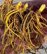 WHOLESALE!! 1oz Goldenseal Root - Ozark Wild harvest-Cut & Sifted - Bulk Herb -