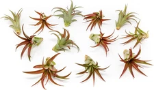 12 Pack Air Plants Red Abdita Tillandsia - Medium Air Plants Live Variety Pack -