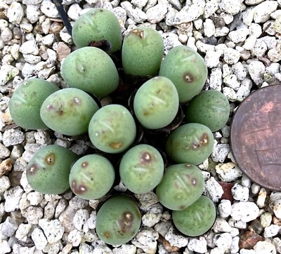 Mesembs Plant - Conophytum bilobum altum 
