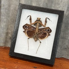 Real FRAMED Taxidermy Female GIANT DEAD LEAF ...