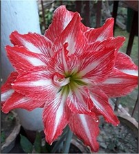 Double Petal Amaryllis India Grown Variety- Vijaya Lily Bulb