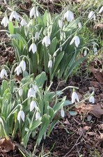 Galanthus 'Hildegard Owen'