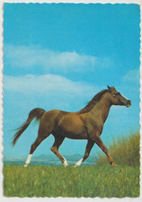 ARABIAN Horse Postcard Beautiful Chestnut Korsch Publisher