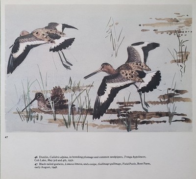 Schönes Tunnicliffe Vogelmotiv - Schwarze Uferschnepfen Und Bekassine