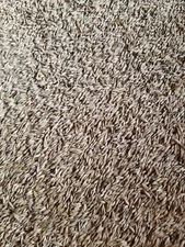 10 Lbs Oat Seeds. Grass for Your Cat, Dog, Chickens, Rabbits, And More! Non-GMO