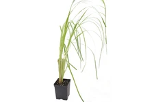 Live WHITE PAMPAS Grass Plant / CORTADERIA Selloana - [Pint Pot]