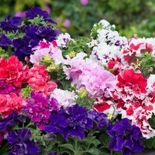 Petunia mini plug plants double mixed flowers garden pot basket patio pack of 12