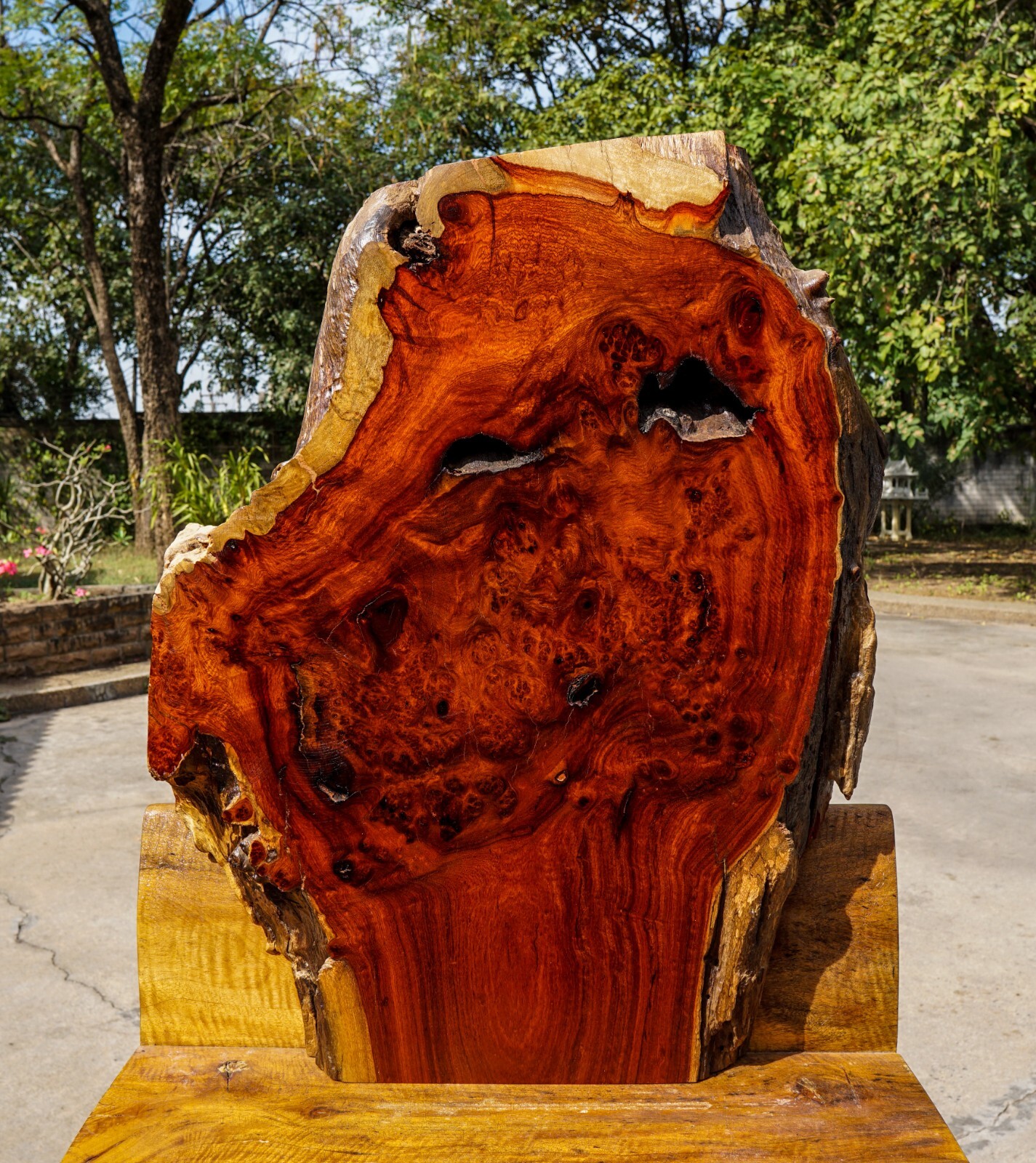 Amboyna Burl Live Edge Wood Slab DIY Resin Epoxy Table Top-image