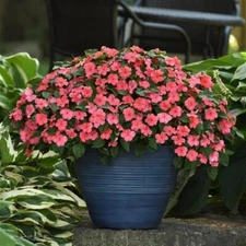 Impatiens Seeds 50 Beacon Coral Walleriana