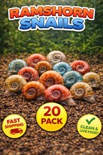 20 Mixed Colors Ramshorn Snails Live Freshwater