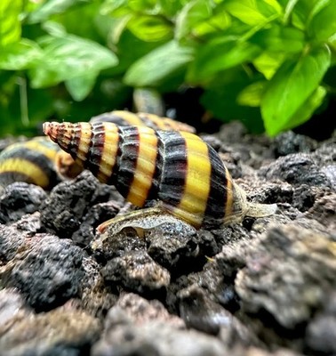 3 Assassin Snails (Clea helena) Freshwater Snails