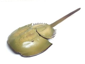 Takara kaiyodo HORSESHOE CRAB animal figure w/articulating parts