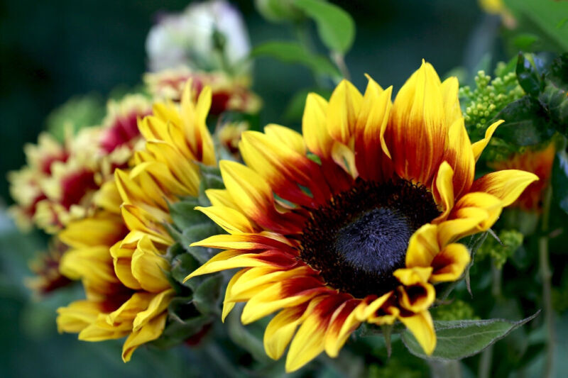 SUNFLOWER - FLOREN - 40 FINEST SEEDS