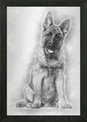 Belgian Shepherd dog 4 mon Framed Wall Art Poster Canvas Print Picture
