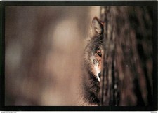 Animals - Wolves - Gray Wolf, Northern Minnesota - Wolf - Lobo - CPM - New Card