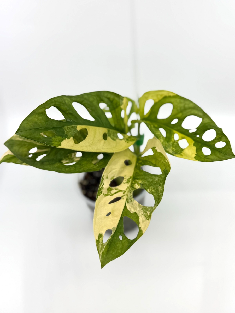 RARE Monstera Adansonii Aurea Variegated - EXACT PLANT - High Variegation -  | eBay