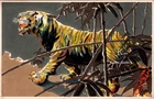 1910 Tiger Zodiac New Year Embossed Postcard Bamboo Japan #3068