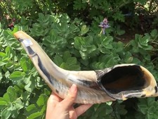 Big Shofar Ram Horn Synagogue Prayer 14"-16"