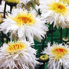 6 x Plug Plants Ox-eyed daisy Chrysanthemum leucanthemum Crazy Daisy