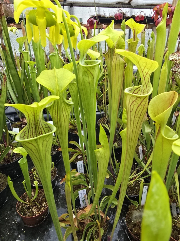 Sarracenia oreophila var. oreophila,fleischfressende Pflanzen,winterhart - Bild 1 von 1