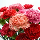 600+ CARNATION DOUBLE MIX SEEDS RARE DIANTHUS FLOWERS RARE BLOOMS FREE SHIPPING