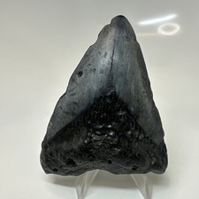 Megalodon Shark Tooth 3.68 Inch - Black - Carolina Fossil - Real Teeth 20564