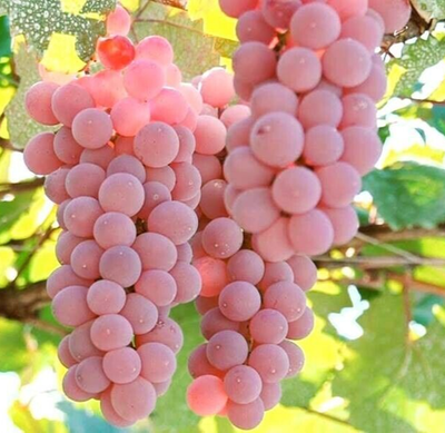 100++ Table Grape Seedss (Vitis vinifera) var. Koshu Pink Grape | eBay