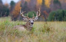 Dinner Getter Whitetail Deer Food Plot Seeds for Planting - 10 Way Mix - 8 Pound