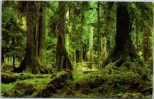 Rain Forest Olympic Peninsula Washington VTG Chrome Postcard 1968 A20 **DAMAGE**
