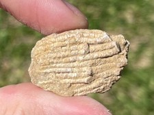 Alabama Fossil Crinoid Mississippian Age Crinoids