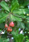 3 Fresh Thai Cashew Nut  ANACARDIUM OCCIDENTALE Fruit Seeds Indoor Bonsai tree