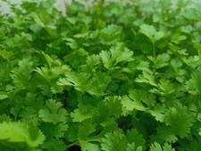 Parsley Flat Herb Plug Plants "Grow your Own" **LETTERBOX FRIENDLY**