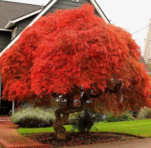 Acer Palmatum Atropurpureum RED JAPANESE MAPLE - BONSAI SEEDS - 10 to 100 Seeds - Afbeelding 1 van 10