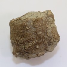 Crinoide, Crotalocrinus rugosus, Silur, Ludlow, Hoburgen, Gotland, Schweden-k191