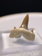 Glossy! Kazakhstan Mackerel Fossil Shark Tooth Shark Teeth Gem