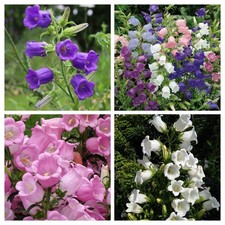 MARIA - PACCHETTO CAMPANELLA DA 4 VARIETÀ 100+ SEMI V 246