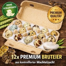 🐣 12x Premium Bruteier Japanische Legewachteln Wachteln Bunt  🐥
