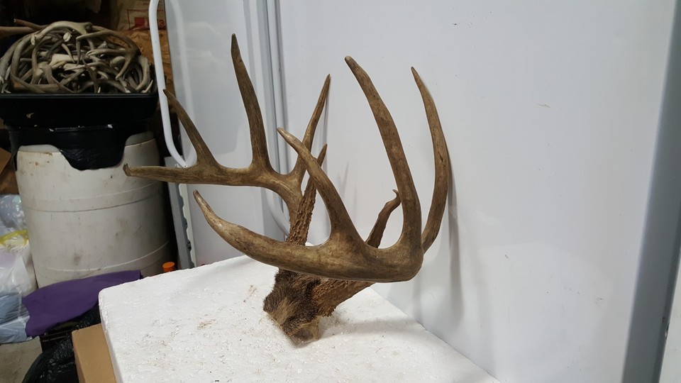 Basket Rack Deer 157 5/8