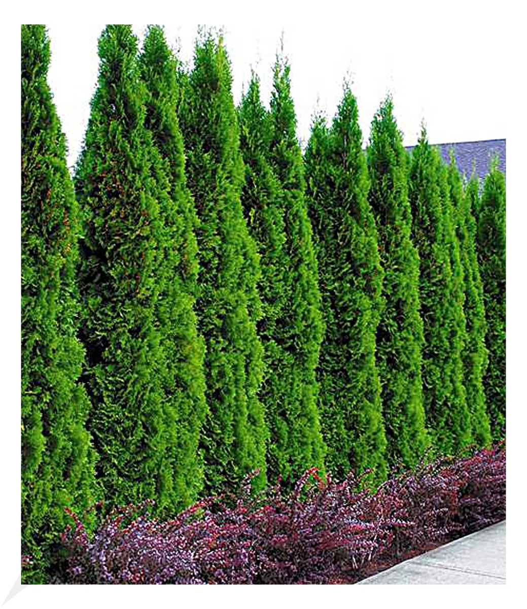 thuja little giant Buy Little Giant Arborvitae Topiary Ball